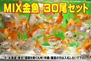 MIX金魚 30尾セット★全長4-6cm前後・大阪産・たくさんの在庫の中から数えてお届け・きんぎょ・おらんだ【お届け地域制限あり】100