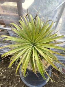 子株 3つ付き ヘクチア エピギナ Hechtia epigyna / Tillandsia ディッキア アガベ