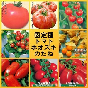 匿名配送無料◆固定種トマト食用ホオズキ種8◆世界一トマトポンテローザシュガーランプレジナサンマルツァーノボルゲーゼイタリアントマト