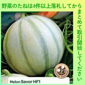 4件以上落札◆メロン種◆Savor HF1　3粒◆F1メロン　サバー/サボー/サヴォー