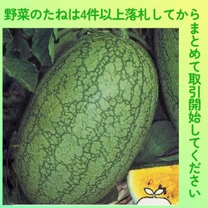 4件以上落札◆スイカ種◆嘉宝西瓜3粒◆黄肉の小玉すいか◆固定種