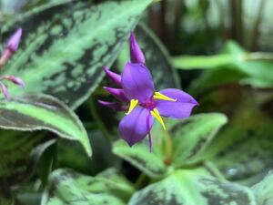 【 Sonerila sp. (Vietnam) 】★★ベトナム産の極美ソネリラ / ノボタン科草本 / 熱帯植物 / パルダリウム