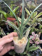 【 Aechmea pimenti-velosoi var. glabra from Michael's Bromeliads 】★★レア苗★★ エクメア・ピエモンティヴェロソイ・グラブラ_画像2