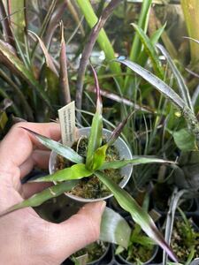 [ Aechmea corymbosa (discolor) ]** rare seedling **ekmea* Colin bosa*ti scalar 