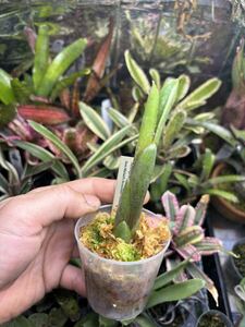 【 Neoregelia capixaba from Michael's Bromeliads 】★★ネオレゲリア・カピシャーバ