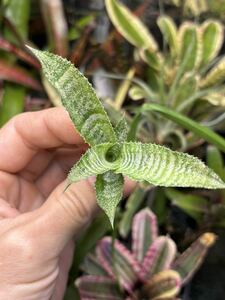 【 Cryptanthus 'Midori' (Lisa Vinzant) 】★★クリプタンサス・ミドリ / ブロメリア