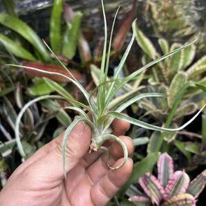 【 Tillandsia dasylirifolia 'Proliferata' (Belize) 】★★ベリーズ産 / ティランジア・ダシリリフォリア・プロリフェラータの画像1