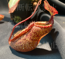 nepenthes peltata seeling 食虫植物　　ネペンテス　ウツボカズラ　観葉植物_画像1