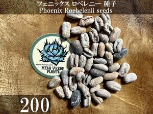 フェニックス ロベレニー 種子 200粒+α Phoenix Roebelenii 200 seeds+α 種 シンノウヤシ ヤシ