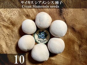 サイカス シアメンシス 種子 10粒+α Cycas Siamensis 10 seeds+α 種 ソテツ 蘇鉄 ヤシ