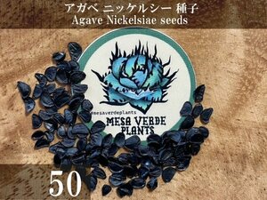 アガベ ニッケルシー 種子 50粒+α Agave Nickelsiae 50 seeds+α 種 ferdinandi-regis フェルディナンディレジス 笹吹雪