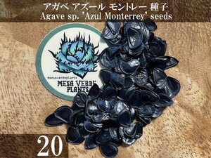 アガベ アズール モントレー 種子 20粒+α Agave sp. 'Azul Monterrey' 20 seeds+α 種