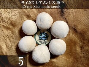 サイカス シアメンシス 種子 5粒+α Cycas Siamensis 5 seeds+α 種 ソテツ 蘇鉄 ヤシ