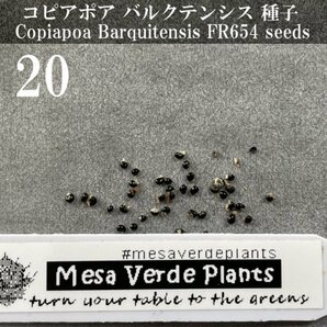 コピアポア バルクテンシス 種子 20粒+α Copiapoa Barquitensis FR654 20 seeds+α 種 サボテン バルクイテンシスの画像1
