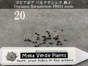 コピアポア バルクテンシス 種子 20粒+α Copiapoa Barquitensis FR654 20 seeds+α 種 サボテン バルクイテンシス