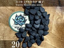 ユッカ ミクステカナ 種子 20粒+α Yucca Mixtecana 20 seeds+α 種_画像1