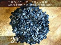 アガベ パリー ホーチエンシス 種子 20粒+α Agave Parryi var. Huachucensis 20 seeds+α 種_画像1