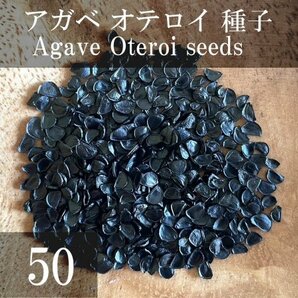 アガベ オテロイ 種子 50粒+α Agave Oteroi 50 seeds+α 種の画像1