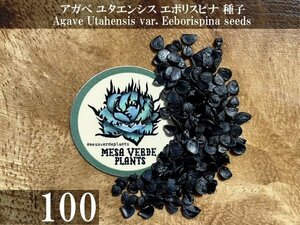 アガベ ユタエンシス エボリスピナ 種子 100粒+α Agave Utahensis var. Eeborispina 100 seeds+α 種