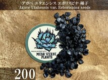 アガベ ユタエンシス エボリスピナ 種子 200粒+α Agave Utahensis var. Eeborispina 200 seeds+α 種_画像1