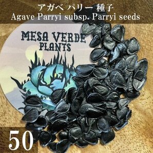 アガベ パリー 種子 50粒+α Agave Parryi subsp. Parryi 50 seeds+α 種の画像1