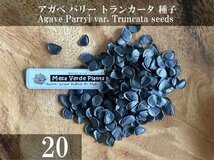 アガベ パリー トランカータ 種子 20粒+α Agave Parryi var. Truncata 20 seeds+α 種_画像1