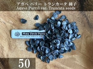 アガベ パリー トランカータ 種子 50粒+α Agave Parryi var. Truncata 50 seeds+α 種