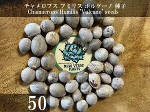 チャメロプス フミリス ボルケーノ 種子 50粒+α Chamaerops Humilis 'Vulcano' 50 seeds+α 種 ヤシ チャメロップス