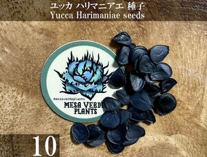 ユッカ ハリマニアエ 種子 10粒+α Yucca Harimaniae 10 seeds+α 種 Harrimaniae