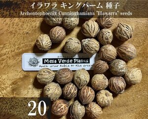 イラワラ キングパーム 種子 20粒+α Archontophoenix Cunninghamiana 'Illawarra' 20 seeds+α 種 ヤシ