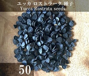 ユッカ ロストラータ 種子 50粒+α Yucca Rostrata 50 seeds+α 種