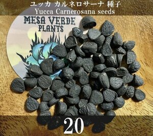 ユッカ カルネロサーナ 種子 20粒+α Yucca Carnerosana 20 seeds+α 種 カルネロサナ