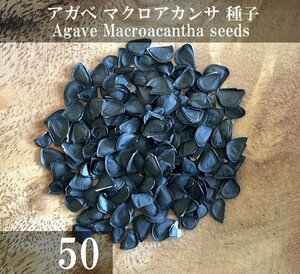 アガベ マクロアカンサ 種子 50粒+α Agave Macroacantha 50 seeds+α 種