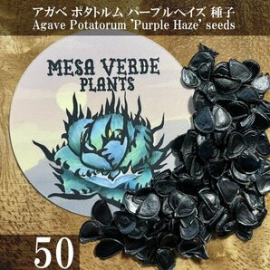 アガベ ポタトルム パープルヘイズ 種子 50粒+α Agave Potatorum 'Purple Haze' 50 seeds+α 種 雷神の画像1