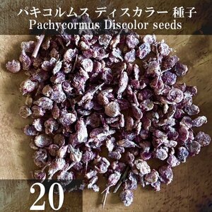 パキコルムス ディスカラー 種子 20粒+α Pachycormus Discolor 20 seeds+α 種 象の木