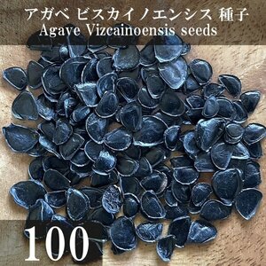 アガベ ビスカイノエンシス 種子 100粒+α Agave Vizcainoensis 100 seeds+α 種