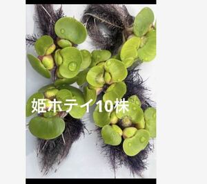 送料無料　鹿児島指宿産　姫ホテイ(ミニホテイアオイ)天然物　10株　浮草