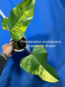 221 斑入り フィロデンドロン　エルベッセンス　'ストロベリーシェイク' 特撰極斑個体　Philodendron erubescens'Strawberry Shake' 