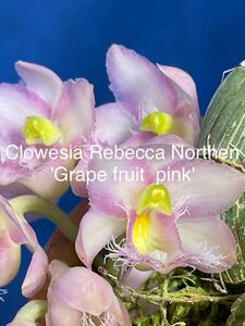 226 タケノコ蘭　Clowesia Rebecca Northen 'Grape fruit pink' 花付き2F 大小4B素焼き鉢3寸