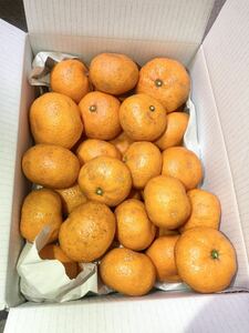 ★【愛媛みかん】2.5kg 訳あり　南柑20号【送料出品者負担】★