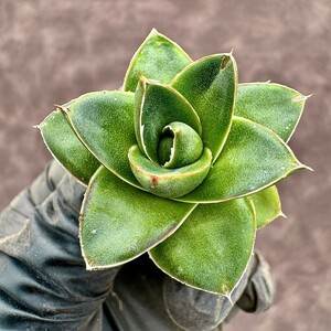 【Lj_plants】多肉植物アガベ 王妃A型 笹の雪 発根済み 丸い叶 コンパクト包葉形 美株 38