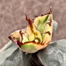 【Lj_plants】 アガベ チタノタ　スナグルトゥース 極上斑です 覆輪錦 極上子株 Y54_画像6