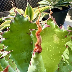【Lj_plants】 アガベ 多肉植物 ‘Spawn'×イシスメンシス×グアダラハラナ 極上強棘 陽炎 極上子株 Y76