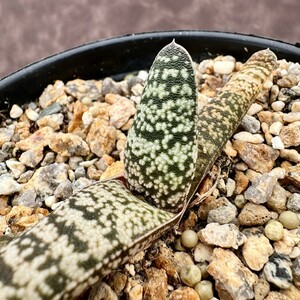 【Lj_plants】 ガステリア 春鶯囀ドロミチ力(珍品)Gasteria batesiana var. dolomitica多肉植物 サボテン ハオルチア ア口工 Y87