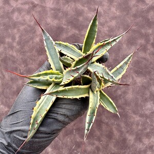 【Lj_plants】 アガベ スカブラ ショート 覆輪 agave scabs 極上美株3株同梱 Y93