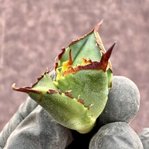 【Lj_plants】 H77 アガベ チタノタ 柊月 短葉で肉厚 極美 極上子株_画像10