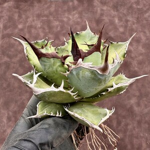 【Lj_plants】H42 アガベ チタノタ 狂戦士 激レア高級品種 強棘 綺麗株