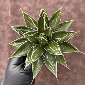 【Lj_plants】H09 アガベ 多肉植物 ダルマ笹の雪錦 極上斑入り 白縞斑 極上美株