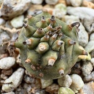 【Lj_plants】H50 「実生」ユーフォルビア グロブリカウリス/Euphorbia globulicaulis 厳選株 塊根植物