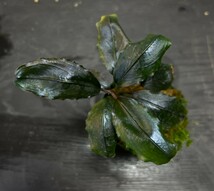 Bucephalandra sp.Posuk sintang [TB]_画像3